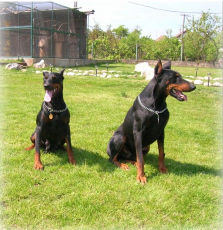 doberman